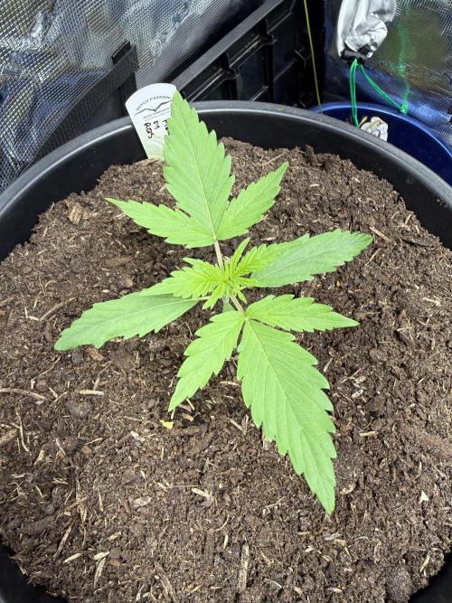 G2.1.26. Week 2 - 11.04