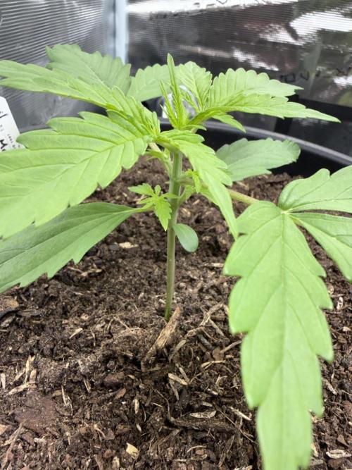 G2.1.26. Week 2 - 13.04 sideview, side nodes popping up