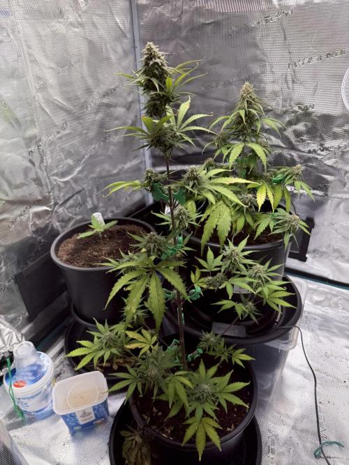 Grow 1 Q1 2026. Week 9 - 09.04 EC