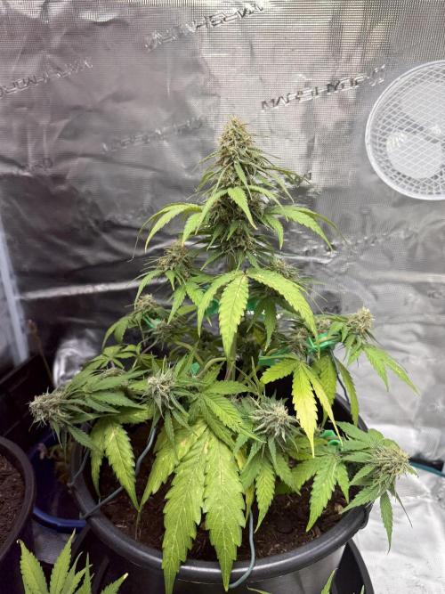 Grow 1 Q1 2026. Week 9 - 09.04 MW 