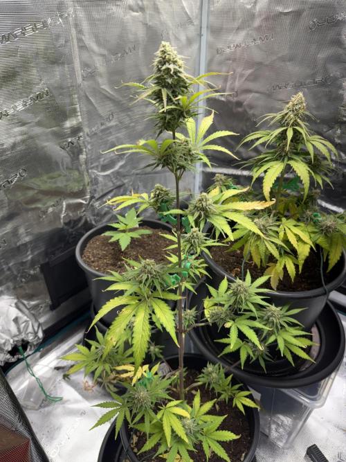 Grow 1 Q1 2026. Week 9 - 11.04 EC