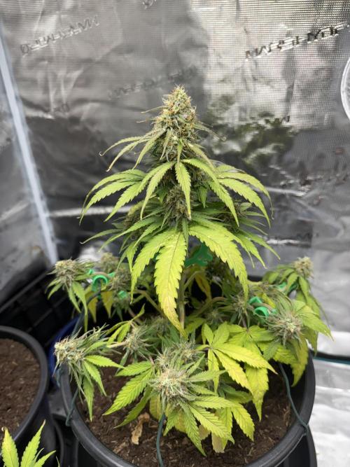 Grow 1 Q1 2026. Week 9 - 11.04 MW