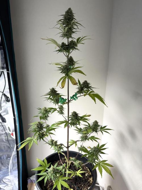 Grow 1 Q1 2026. Week 9 - 14.04 EC
