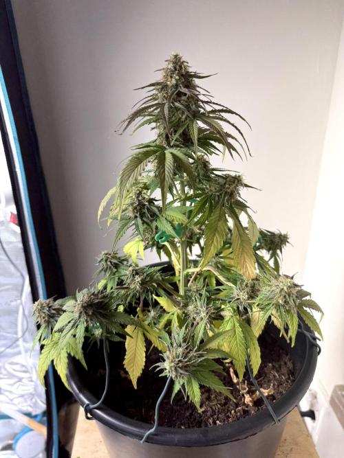 Grow 1 Q1 2026. Week 9 - 14.04 MW