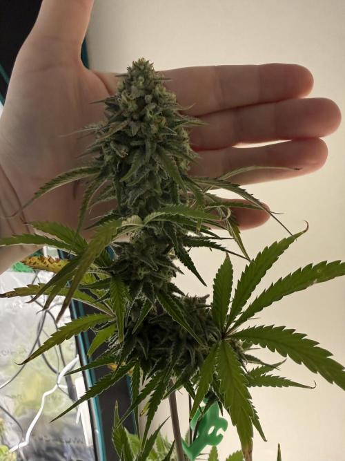 Grow 1 Q1 2026. Week 9 - 14.04 EC top bud v hand