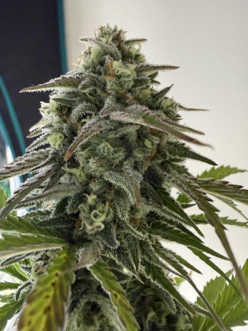 Grow 1 Q1 2026. Week 9 - 14.04 EC top bud close up