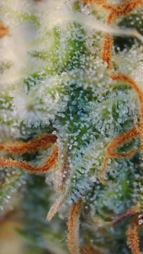Grow 1 Q1 2026. Week 9 - 14.04 EC trichomes top