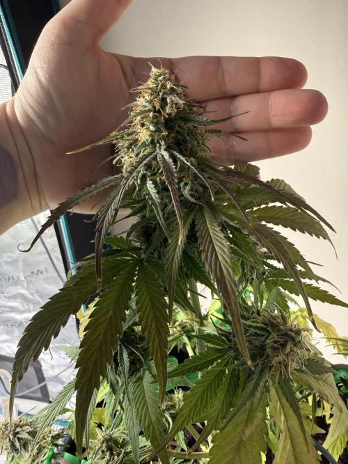 Grow 1 Q1 2026. Week 9 - 14.04 MW top bud v hand