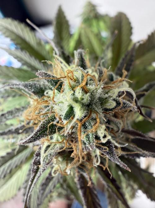 Grow 1 Q1 2026. Week 9 - 14.04 MW top bud top down