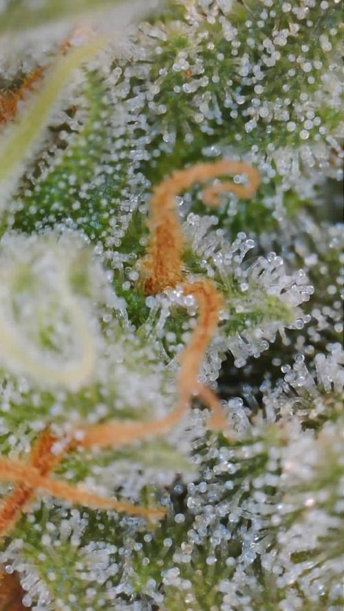 Grow 1 Q1 2026. Week 9 - 14.04 MW trichomes