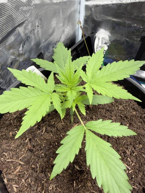 G2.1.26. Week 3 - 15.04