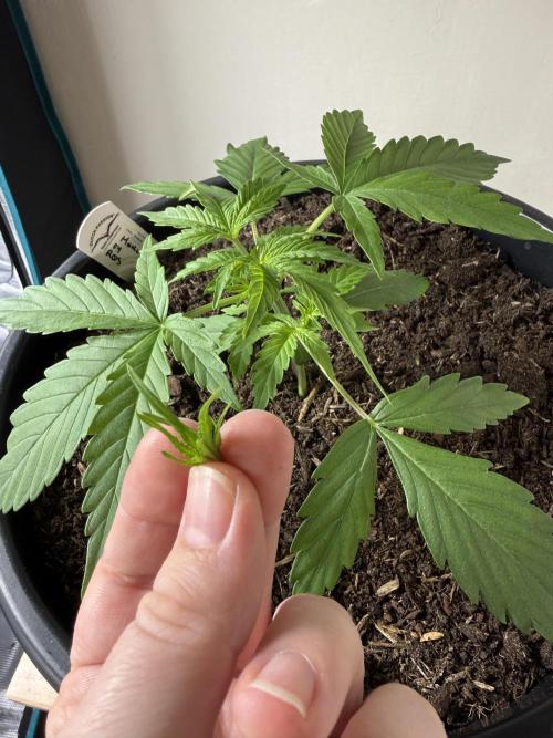 G2.1.26. Week 3 - 16.04 Topped!