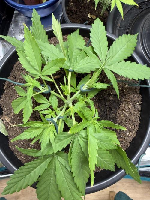 G2.1.26. Week 3 - 19.04 Tied her down (and accidentally broke off another branch in a fall)