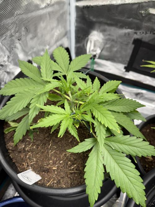 G2.1.26. Week 3 - 20.04 Continuing on strong!