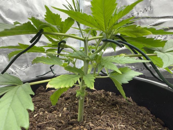 G2.1.26. Week 3 - 20.04 Under the canopy