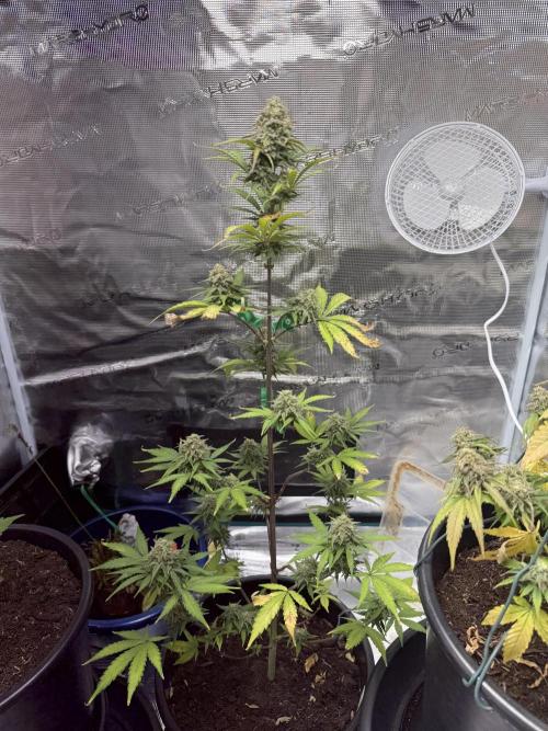 Grow 1 Q1 2026. Week 10 - 15.04 EC