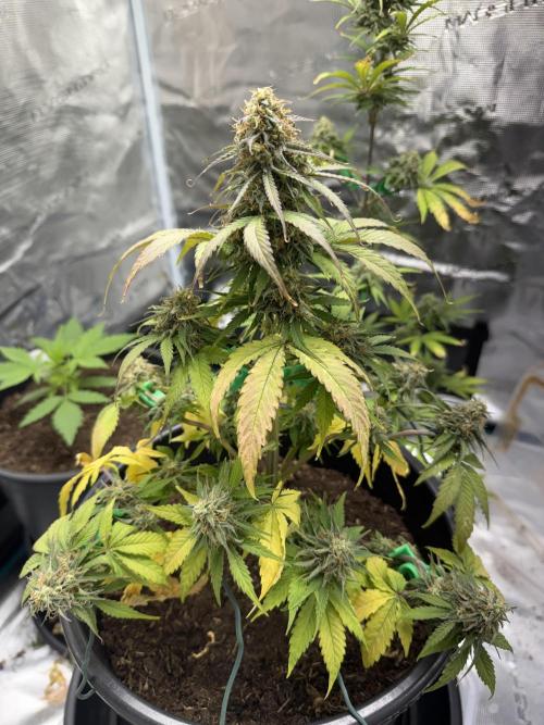 Grow 1 Q1 2026. Week 10 - 15.04 MW