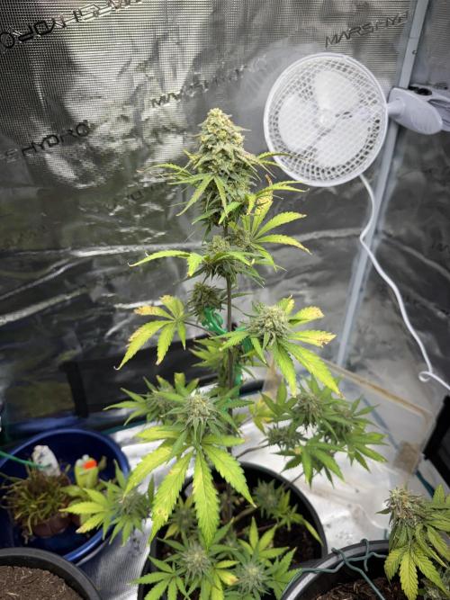 Grow 1 Q1 2026. Week 10 - 16.04 EC
