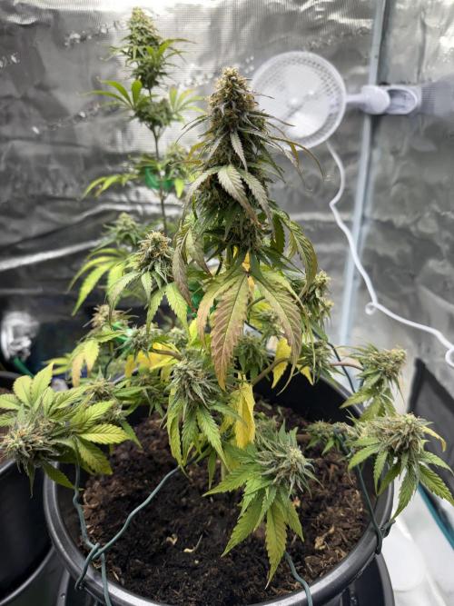 Grow 1 Q1 2026. Week 10 - 16.04 MW