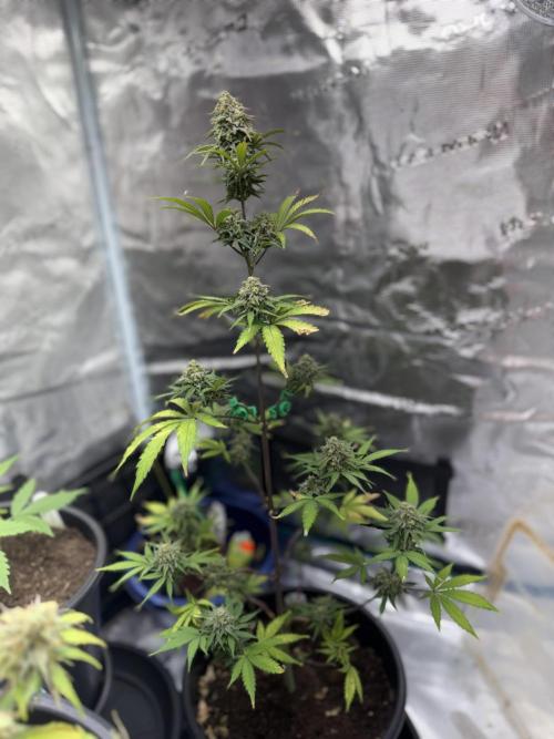 Grow 1 Q1 2026. Week 10 - 17.04 EC