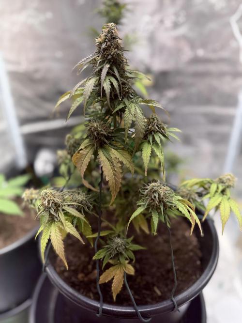 Grow 1 Q1 2026. Week 10 - 17.04 MW