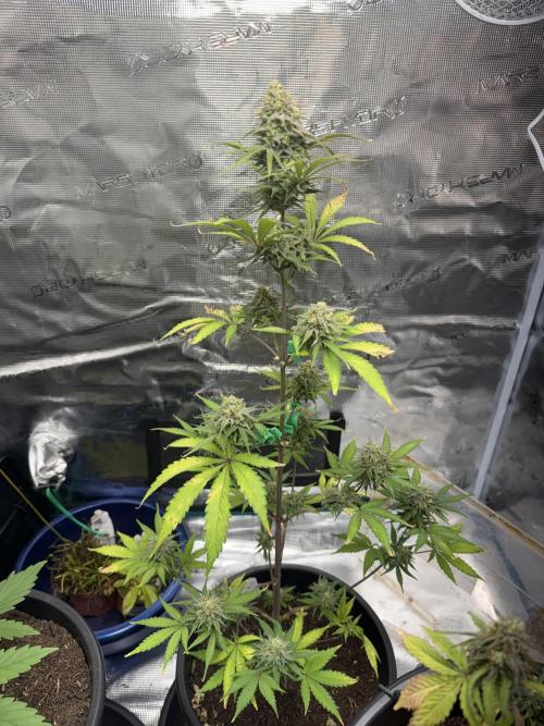Grow 1 Q1 2026. Week 10 - 18.04 EC