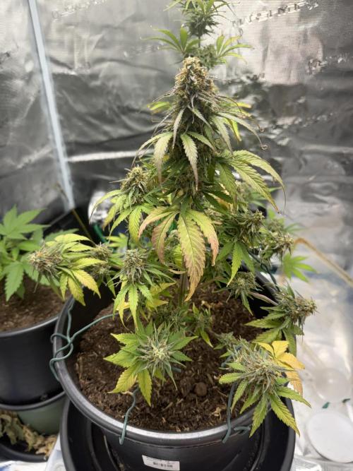 Grow 1 Q1 2026. Week 10 - 18.04 MW