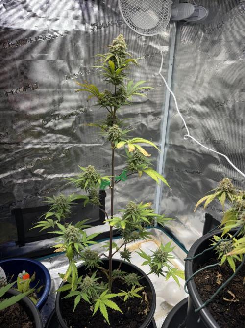 Grow 1 Q1 2026. Week 10 - 19.04 EC