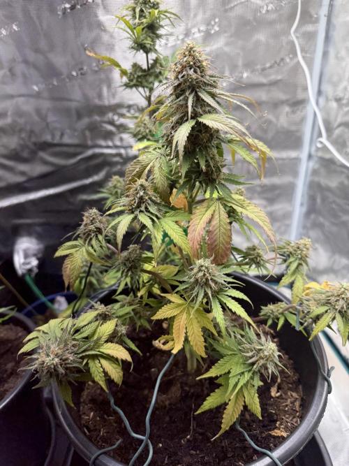Grow 1 Q1 2026. Week 10 - 19.04 MW
