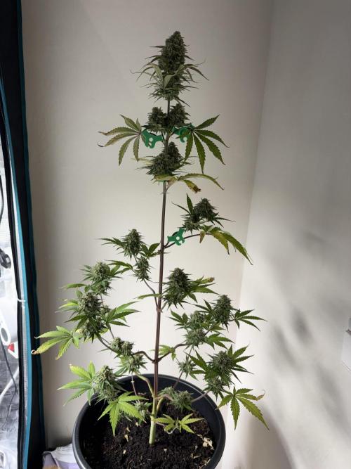 Grow 1 Q1 2026. Week 10 - 21.04 EC