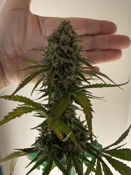 Grow 1 Q1 2026. Week 10 - 21.04 EC