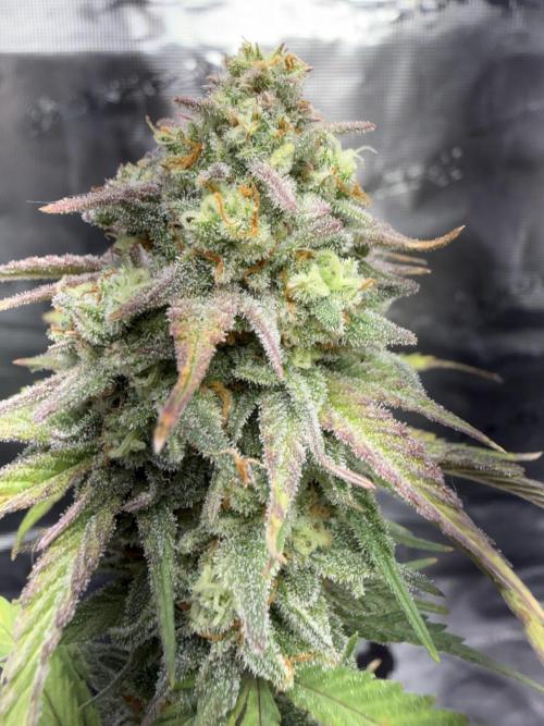 Grow 1 Q1 2026. Week 10 - 21.04 EC bud close up