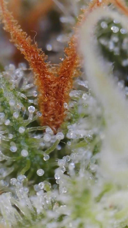Grow 1 Q1 2026. Week 10 - 21.04 EC trichome view