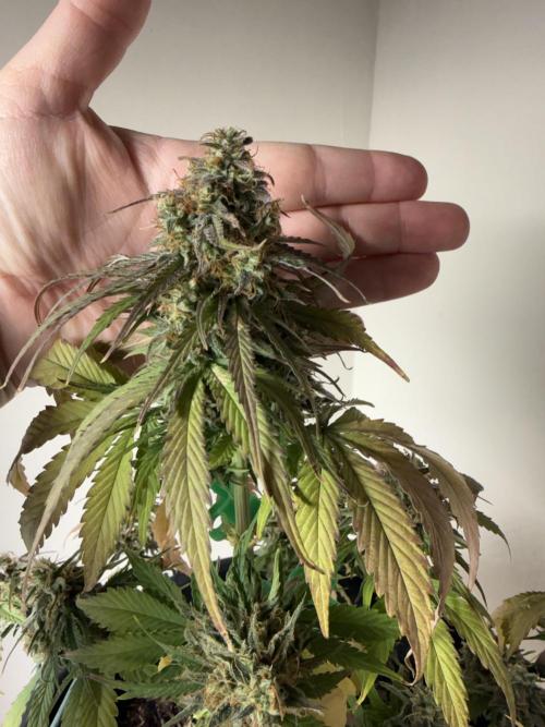 Grow 1 Q1 2026. Week 10