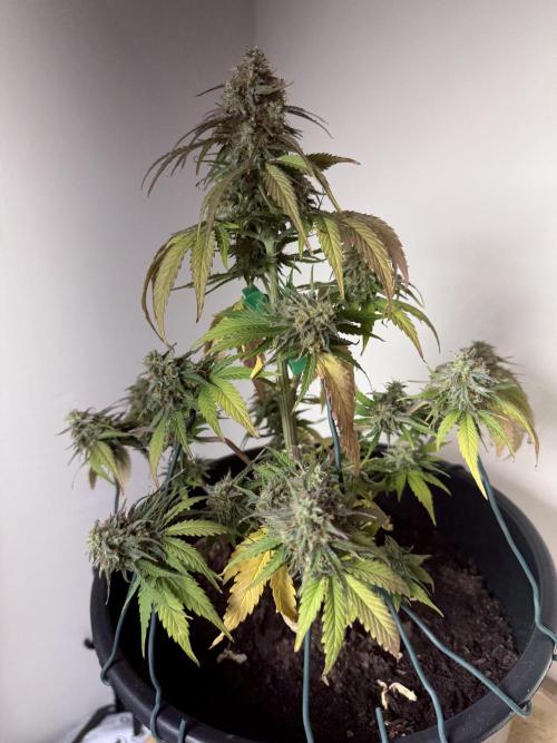 Grow 1 Q1 2026. Week 10 - 21.04 MW
