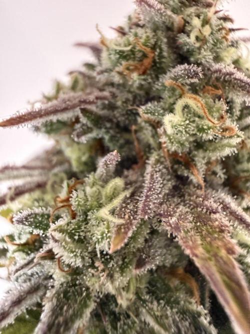 Grow 1 Q1 2026. Week 10 - 21.04 MW flower close up