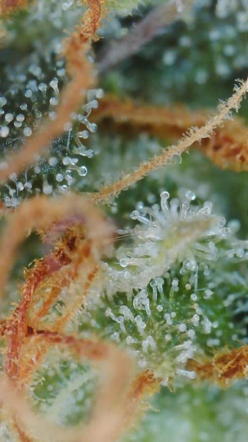 Grow 1 Q1 2026. Week 10 - 21.04 MW trichome view