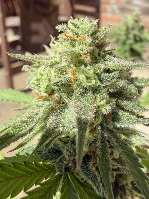 Grow 1 Q1 2026. Week 11 - 23.04 Glittering in the sun