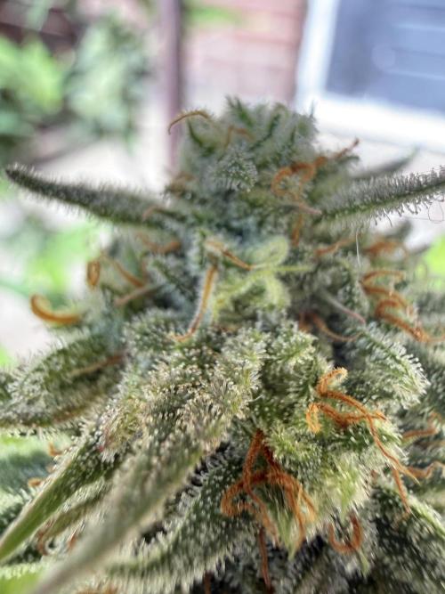 Grow 1 Q1 2026. Week 11 - 23.04 More top bud close ups