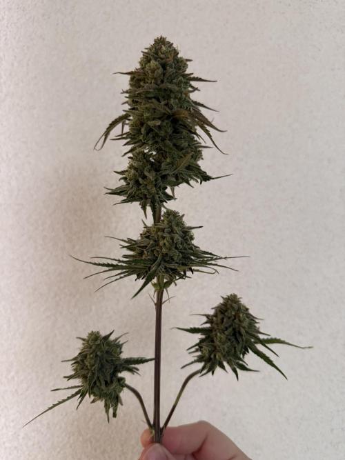 Grow 1 Q1 2026. Week 11 - 23.04 Main stem plus some secondary branches. 