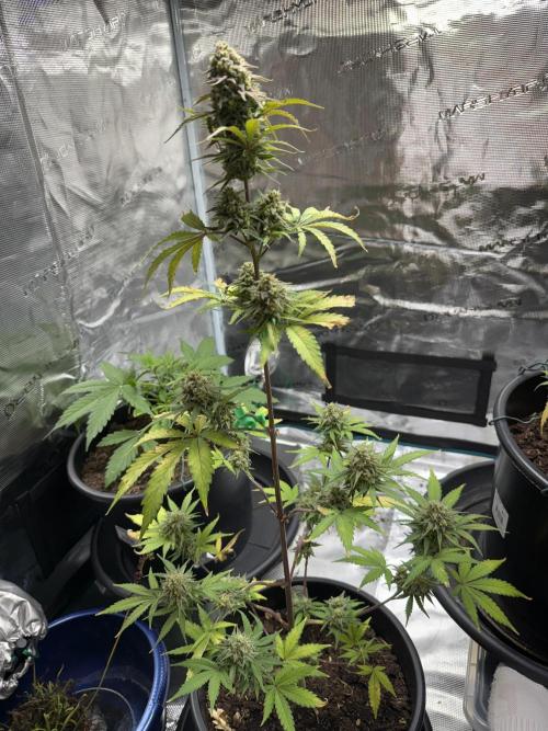 Grow 1 Q1 2026. Week 11 - 22.04 Pre-chop state. 