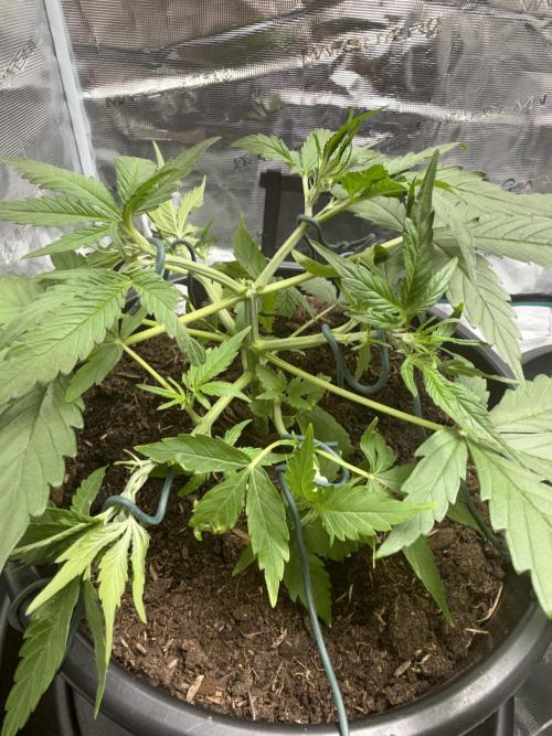 G2.1.26. Week 4 - 24.04