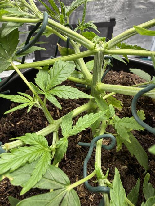 G2.1.26. Week 4 - 25.04 Stem look
