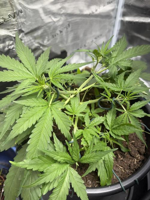 G2.1.26. Week 4 - 26.04