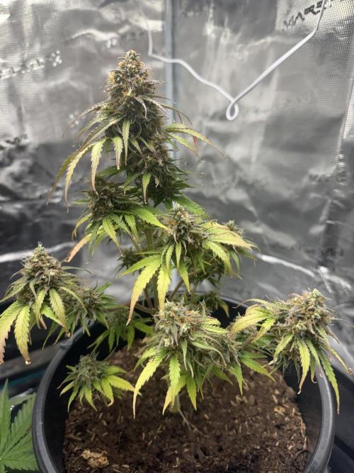 Grow 1 Q1 2026. Week 12 - 29.04 MW