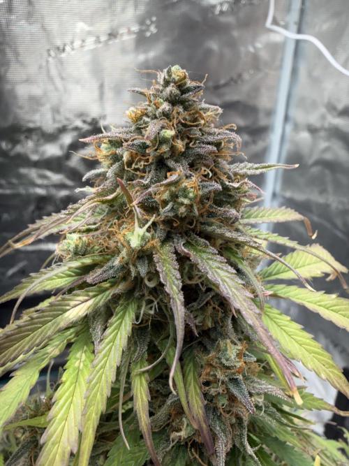 Grow 1 Q1 2026. Week 12 - 29.04 MW top bud