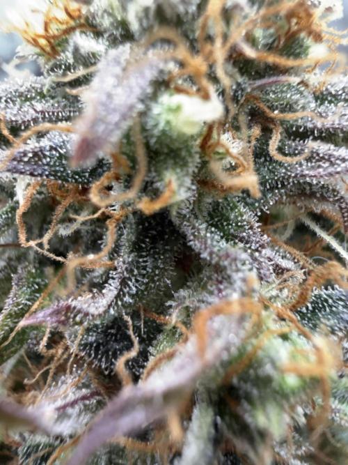 Grow 1 Q1 2026. Week 12 - 29.04 MW close up