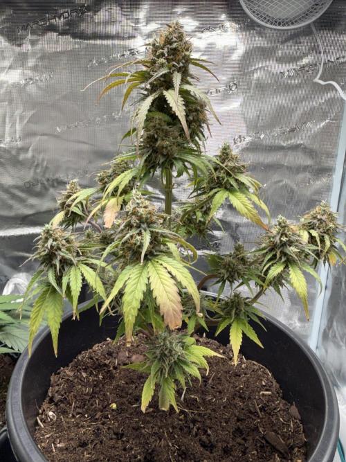 Grow 1 Q1 2026. Week 12 - 01.05 MW
