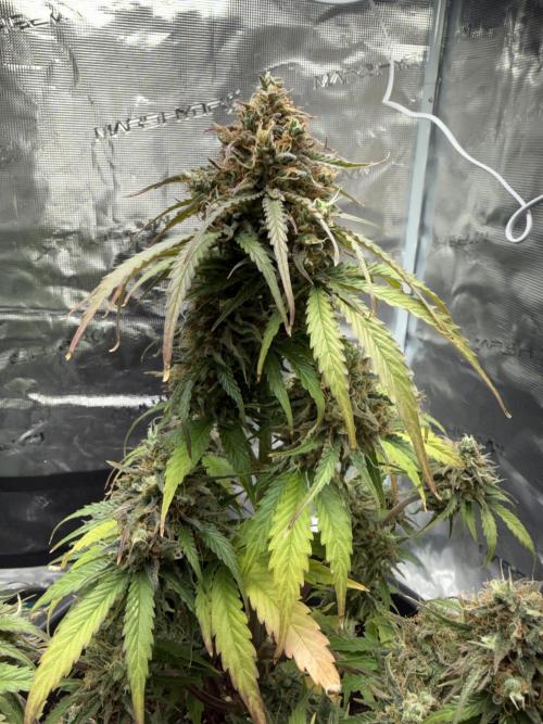 Grow 1 Q1 2026. Week 12 - 03.05 MW