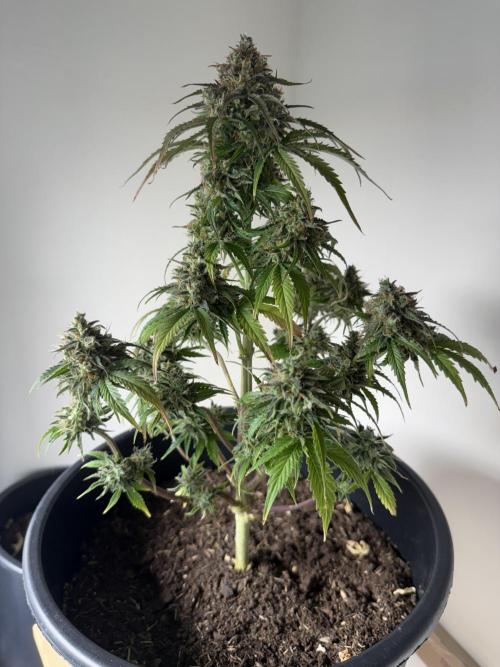 Grow 1 Q1 2026. Week 12 - 05.05 MW